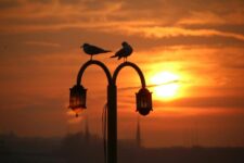 How Do Heated Perches Help Birds in Cold Weather?